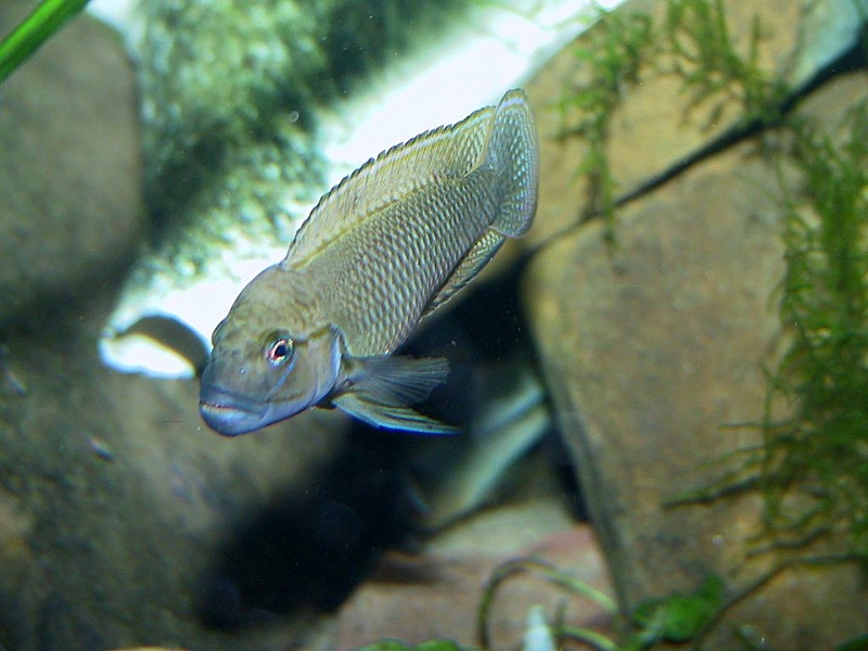 Telmatochromis cf. temporalis 'Mbita Island'